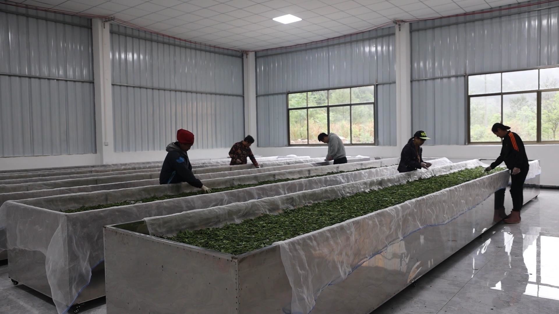 道县茶厂生产忙香飘致富路 代用茶生产助力乡村振兴
